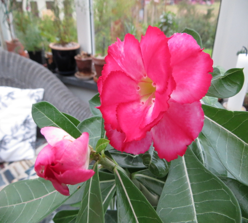 "Obesum blommar första året"